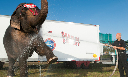 Ringling-Brothers-Elephants