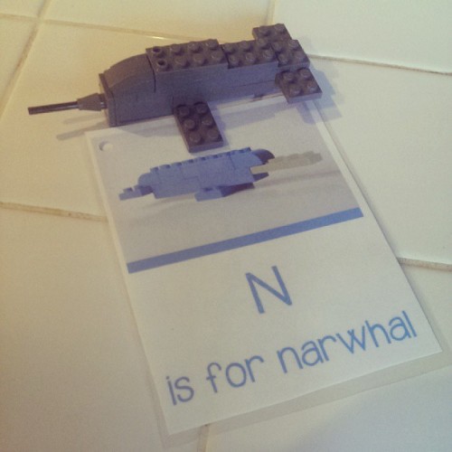 narwhal