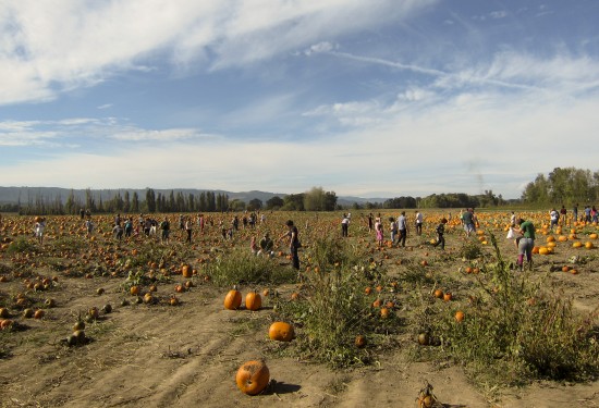 pumpkinpatch_3